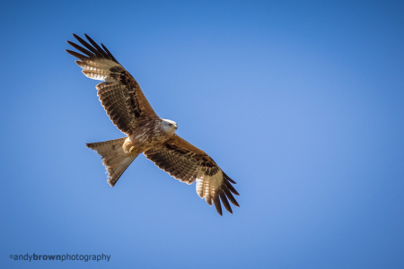 Red Kite