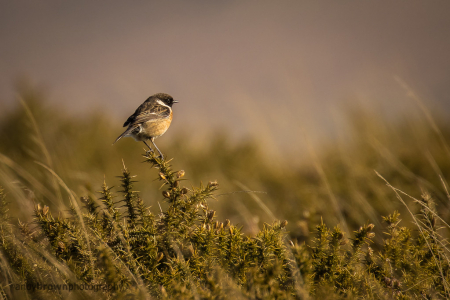 Stonechat (male)