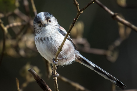 Long-tailed Tit