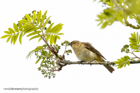 Chiffchaff