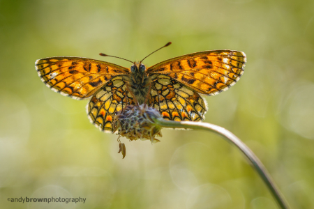 Heath Fritillary (Explored 29 May 2016)