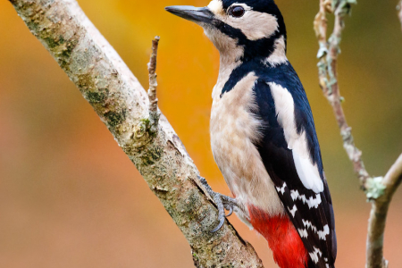 Great Spotted Woodpecker