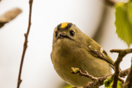 Goldcrest