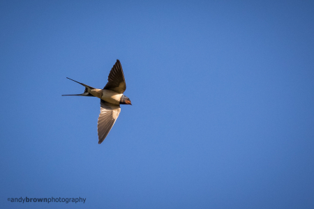 Swallow