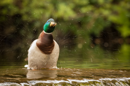 Shaken not stirred (Explored 14 May 2015)