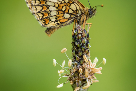 Heath Fritillary (Explored 27 May 2015)