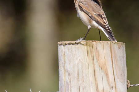 Wheatear