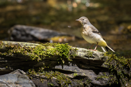 Grey Wagtail fledgling