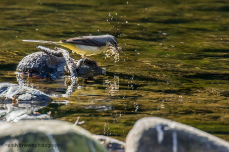 Grey Wagtail (Explored 3 May 2015)