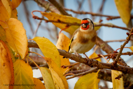 Autumn Goldfinch