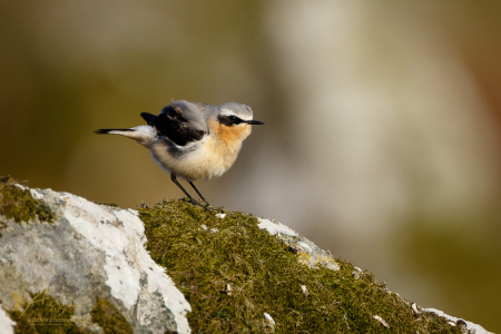 Wheatear (male)
