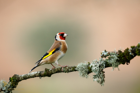 Goldfinch