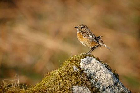 Stonechat (female)