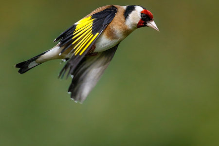 Goldfinch