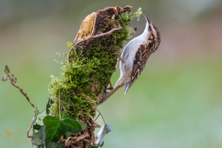 Treecreeper