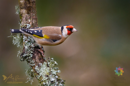 Goldfinch