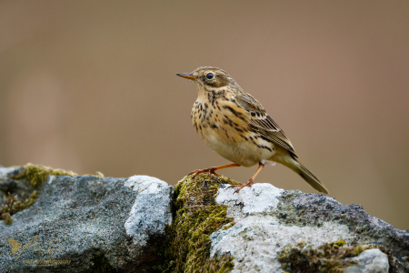 Meadow Pipit