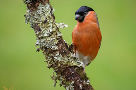 Bullfinch ♂️