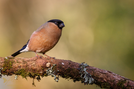 Bullfinch ♀️