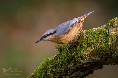 Nuthatch