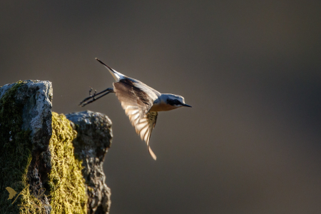 Wheatear (male)