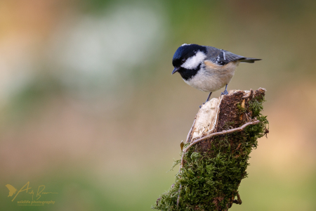 Coal Tit