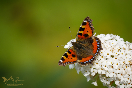 Small Tortoiseshell