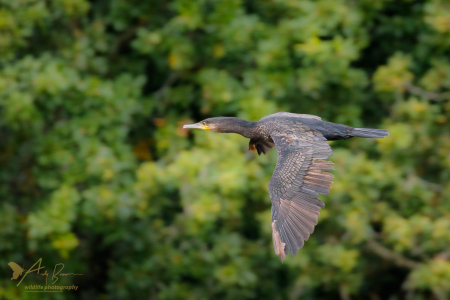 Cormorant