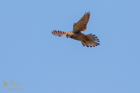 Kestrel hovering
