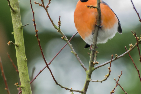 Bullfinch