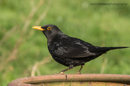 Blackbird
