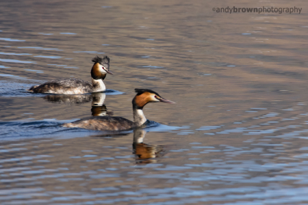 Great crested grebes