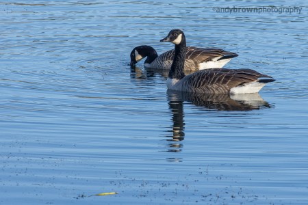 Canada Geese