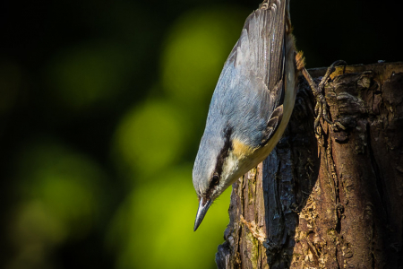 Nuthatch