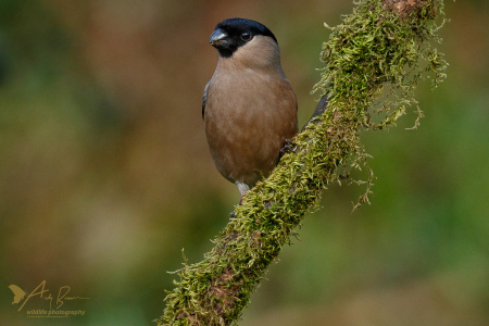 Bullfinch ♀️