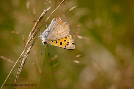 Small Copper 4