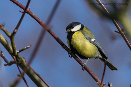 Great Tit