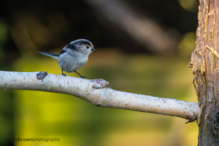 Long-Tailed Tit
