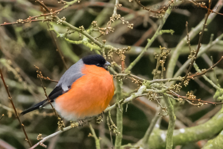 Bullfinch