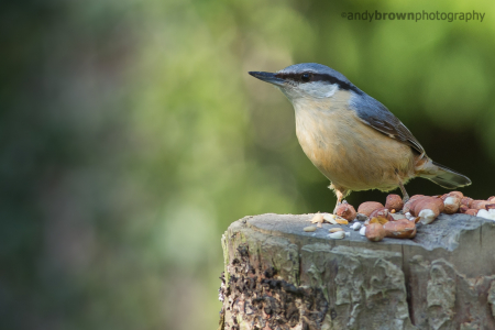 Nuthatch