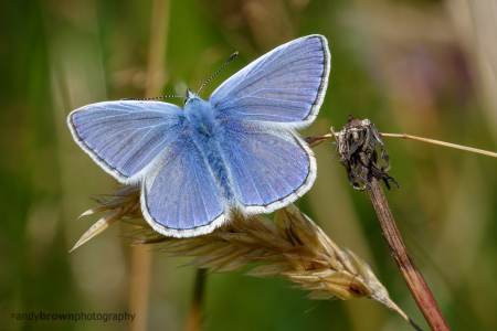 Common Blue (m) 2