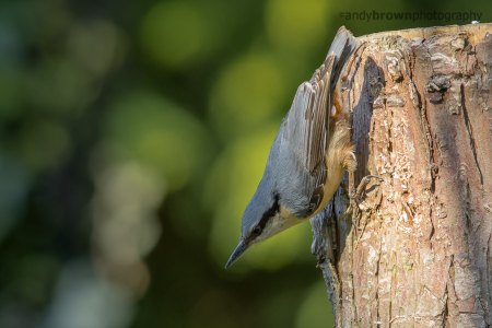 Nuthatch