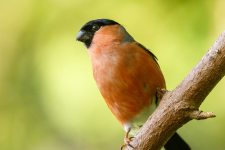Bullfinch ♂️