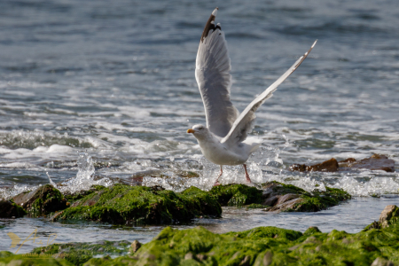 Chocks away (Explored 19 September 2016)