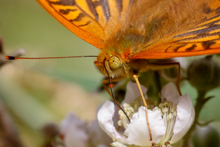 Silver-washed Fritillary