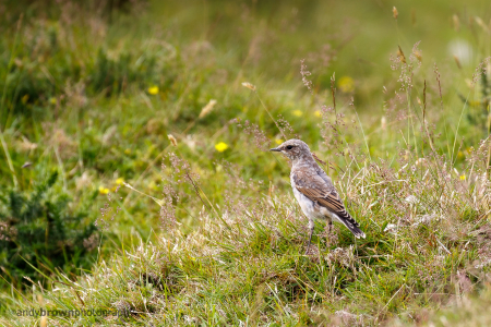 Wheatear (juv)