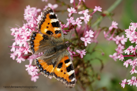 Small Tortoiseshell