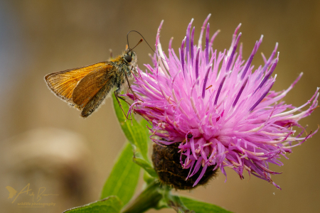 Small Skipper