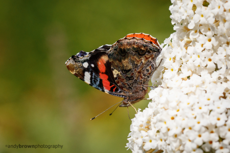 Red Admiral