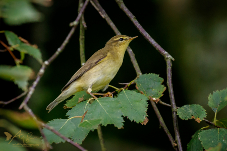 Willow Warbler